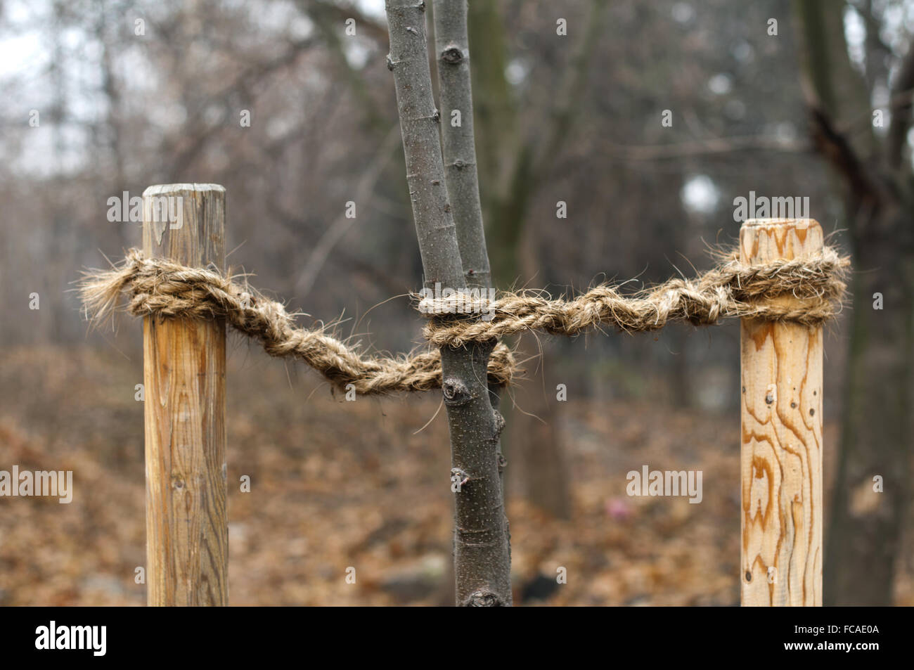 Frayed Rope Tree Tree with roped hi-res stock photography and images - Alamy
