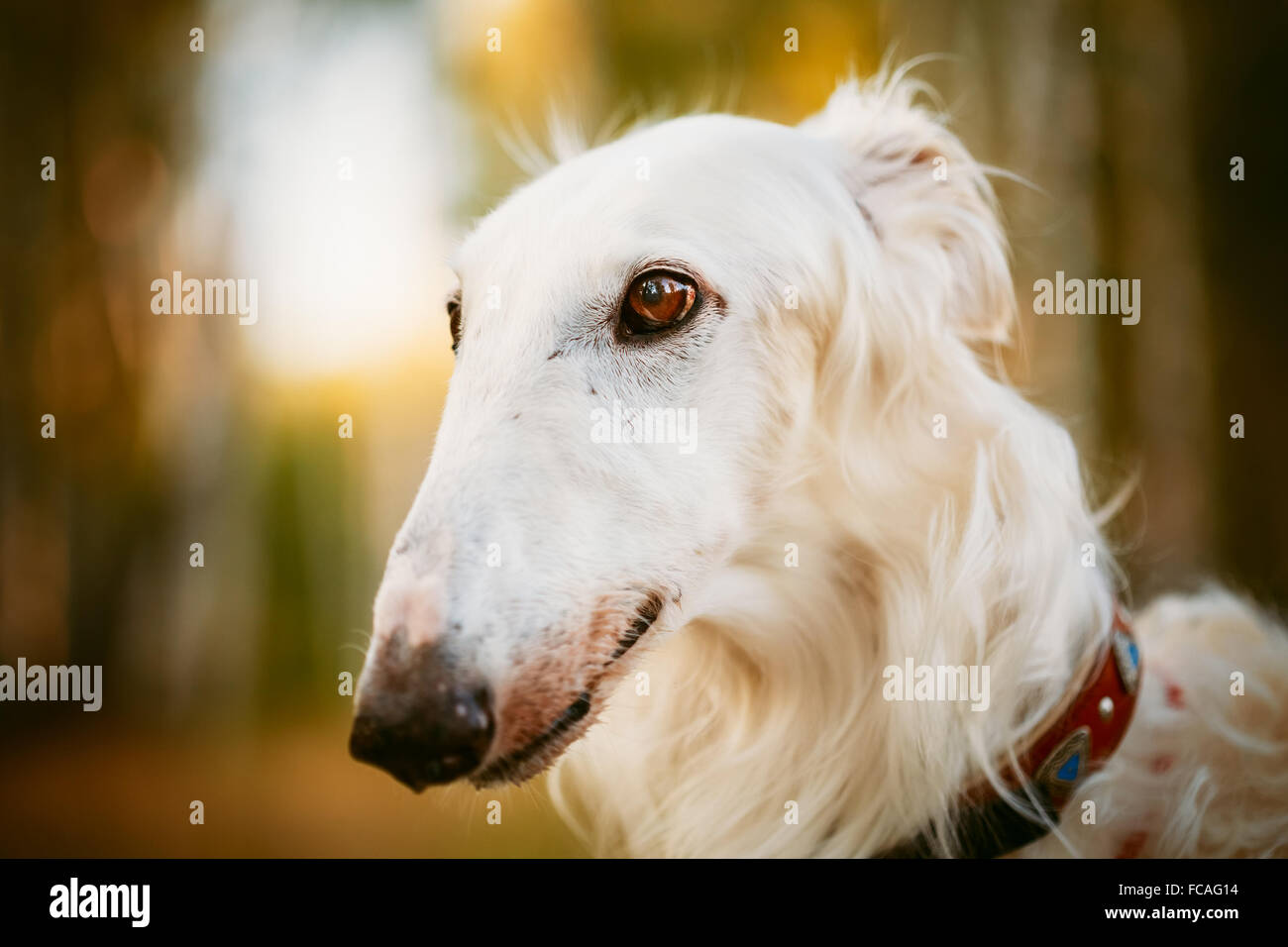 buy sighthound software