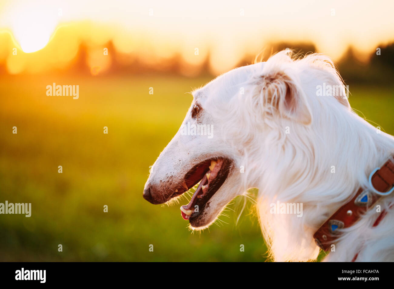 Close up White Russian Dog, Borzoi in Summer Evening, Sunset Sunrise Stock Photo