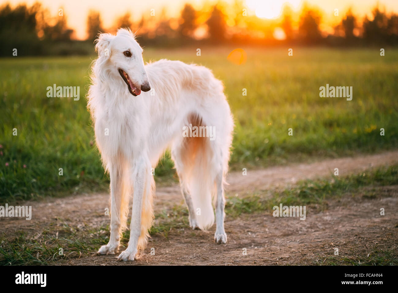 White Russian Dog, Borzoi in Summer Evening, Sunset Sunrise Meadow, Field. Stock Photo