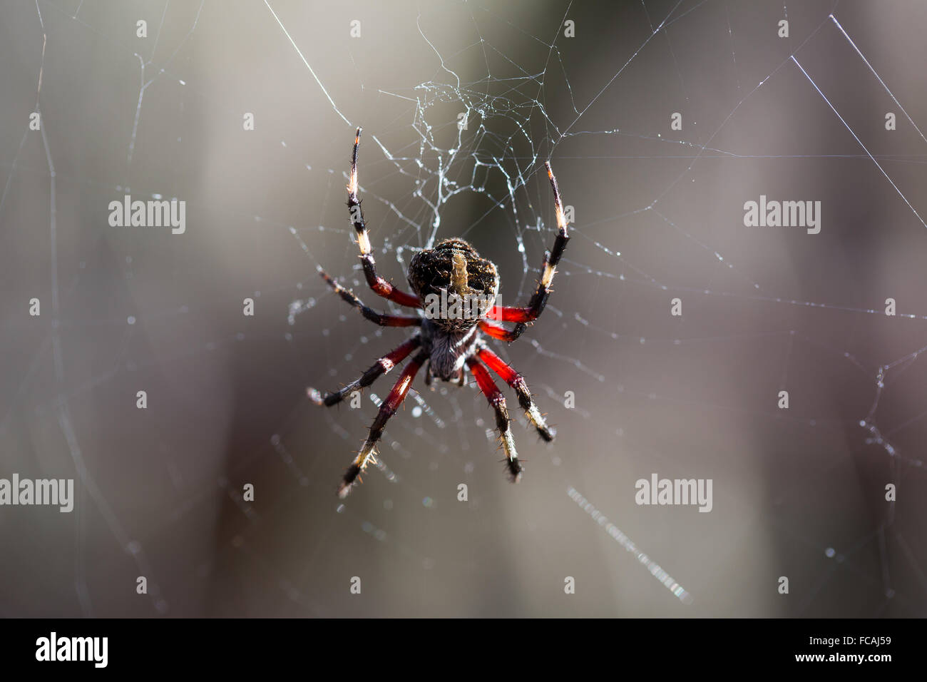 Spotted Red Femured Orb Weaver spider along the boardwalk in the Francis Beidler Forest or Four Holes Swamp. Stock Photo