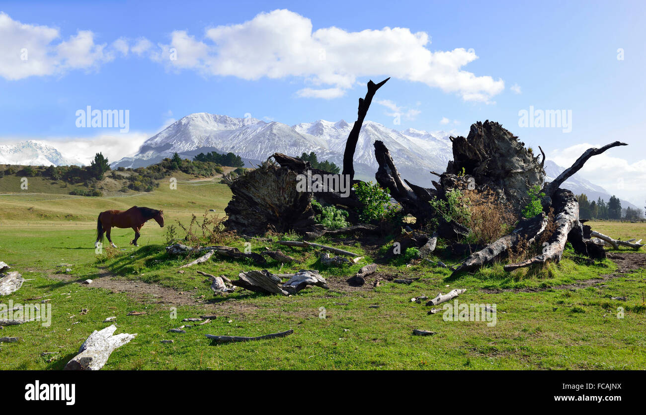 South island farm scene with fallen native tree , southern snow capped alps and sheep musters horse  on St Nicholas Farm, South Island, New Zealand Stock Photo