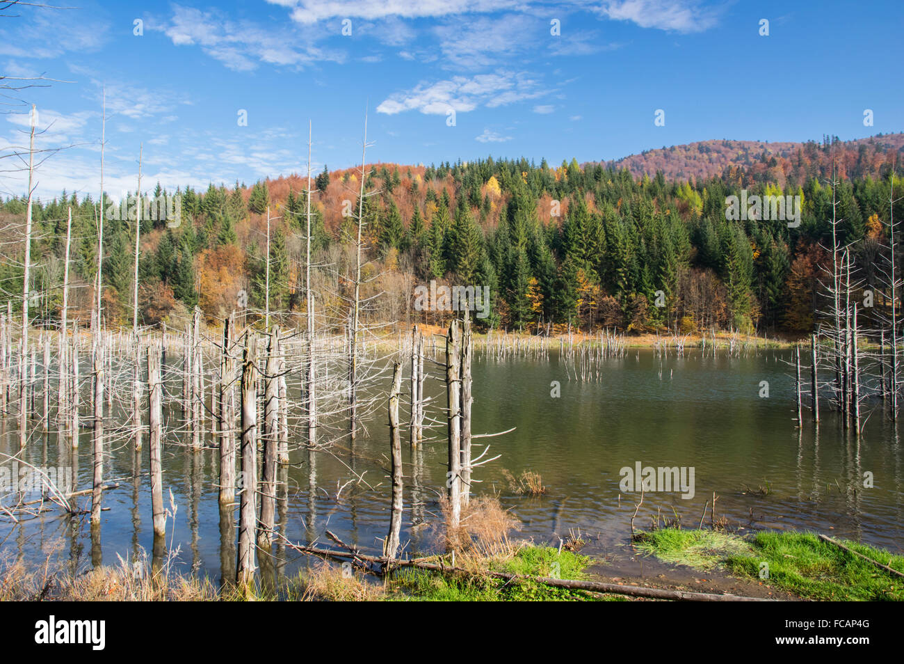 Dead trees in a swamp lake. Cuejdel lake was born 30 years ago (a landfall on river Cuejdel), Today is the biggest natural dam l Stock Photo