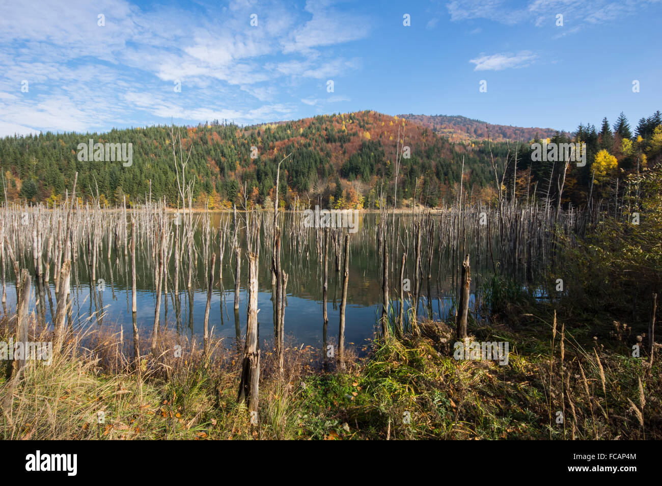 Dead trees in a swamp lake. Cuejdel lake was born 30 years ago (a landfall on river Cuejdel), Today is the biggest dam l Stock Photo
