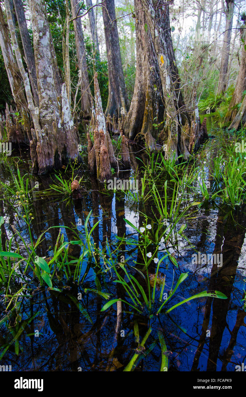 Flowers sprout out of a swampy reflection in the Florida Everglades. Stock Photo