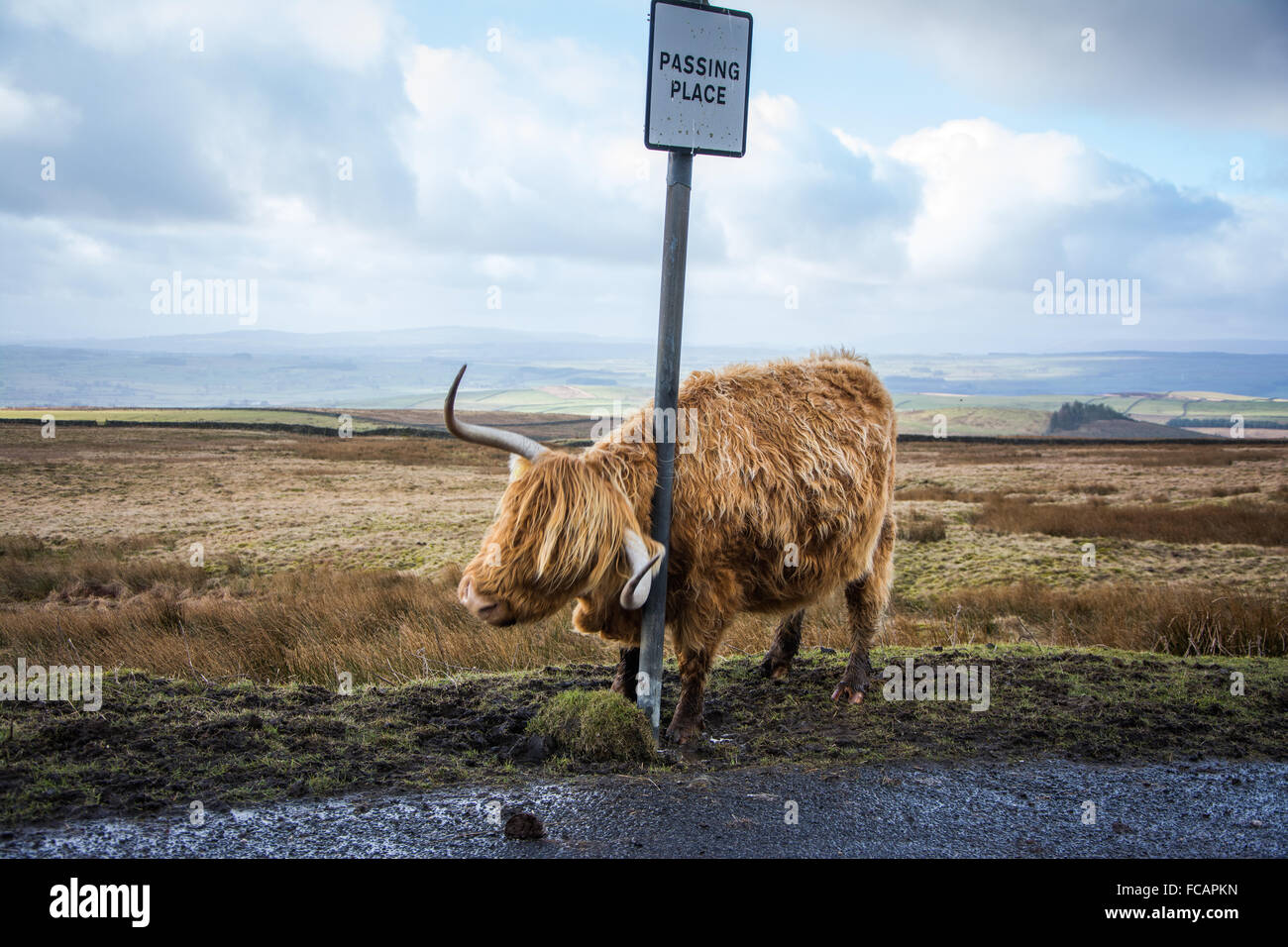 Highland Cow near Malham in the Yorkshire Dales Stock Photo