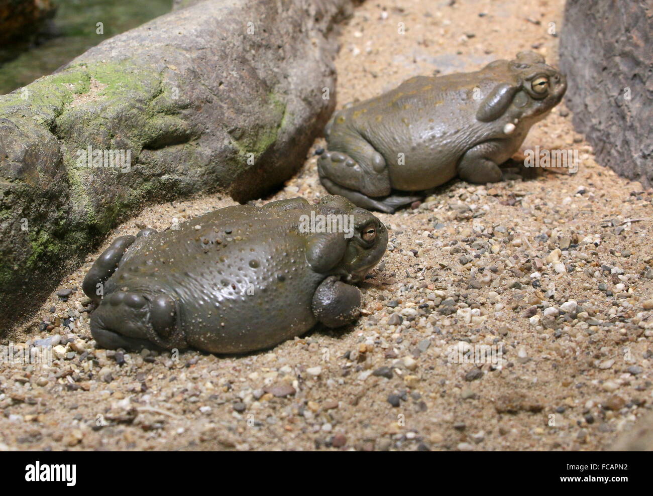 Pair of North American Colorado River toads (Incilius alvarius), a.k.a