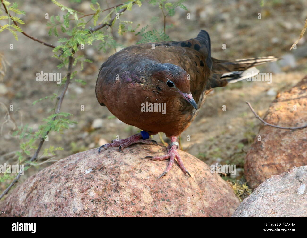 Mexican Socorro mourning Dove (Zenaida macroura graysoni), since 1972