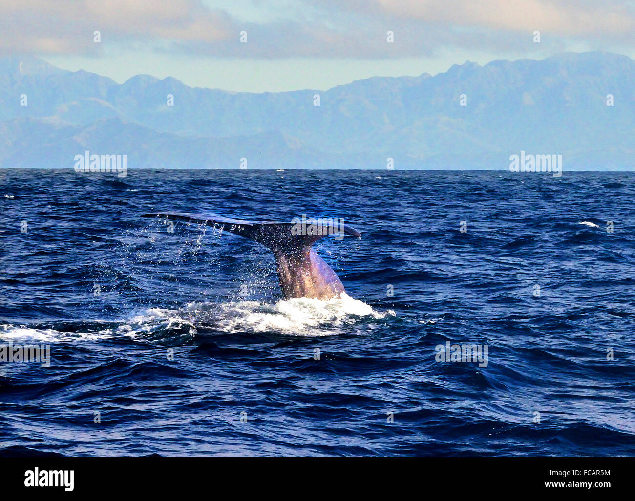 Tail fin of a Giant Sperm Whale about to dive deep during Whale Watch tour in Kaikoura, East Coast, South Island, New Zealand . Stock Photo