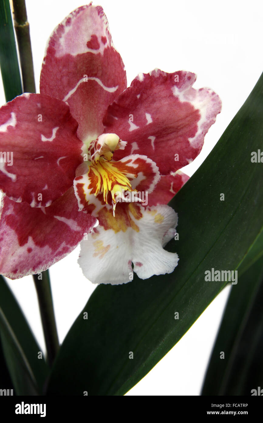 Orchid Odontoglossum Stock Photo