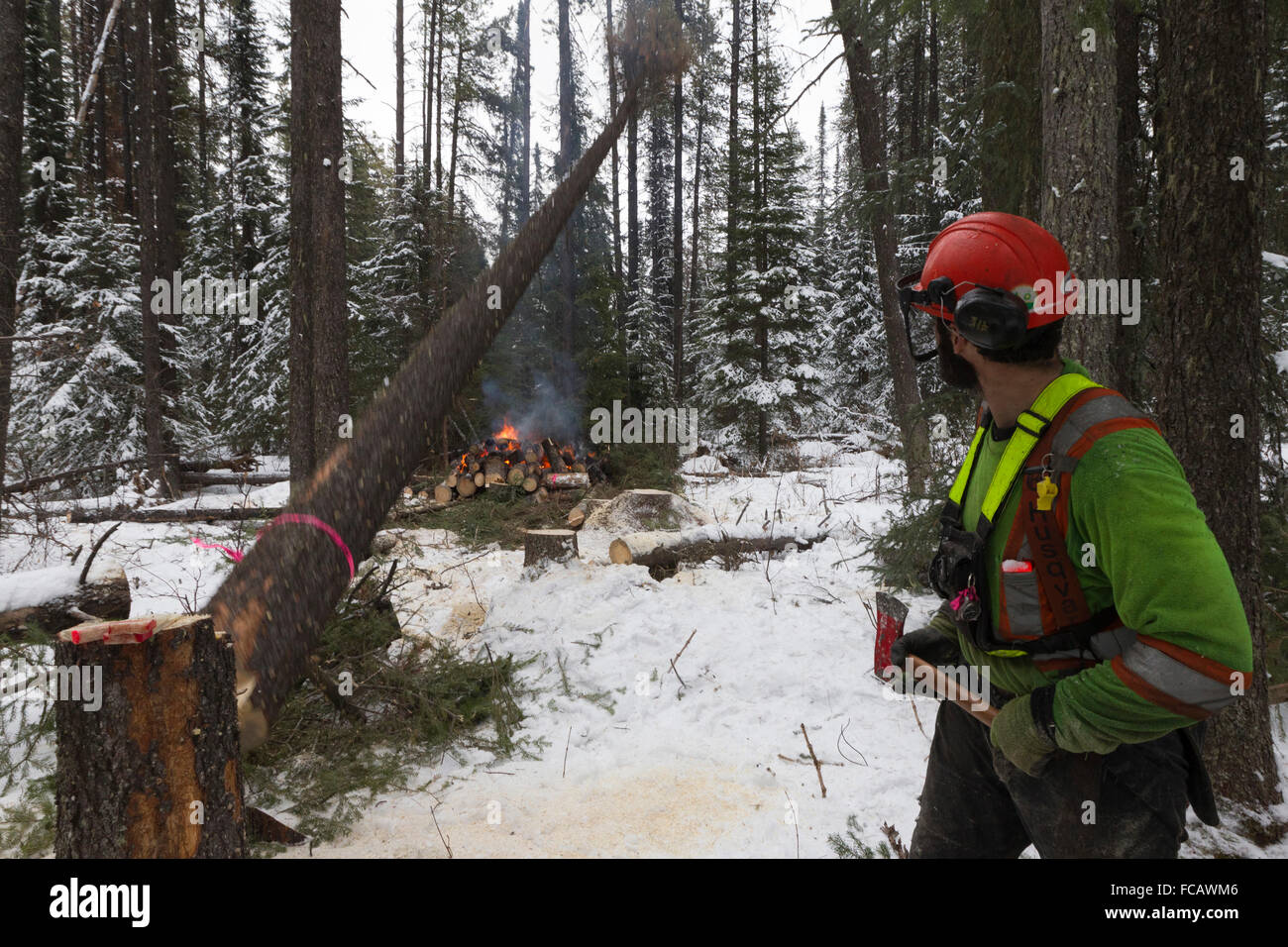 Removal of pine trees infested by the mountain pine beetle near Grande Praire, Alberta, Canada Stock Photo