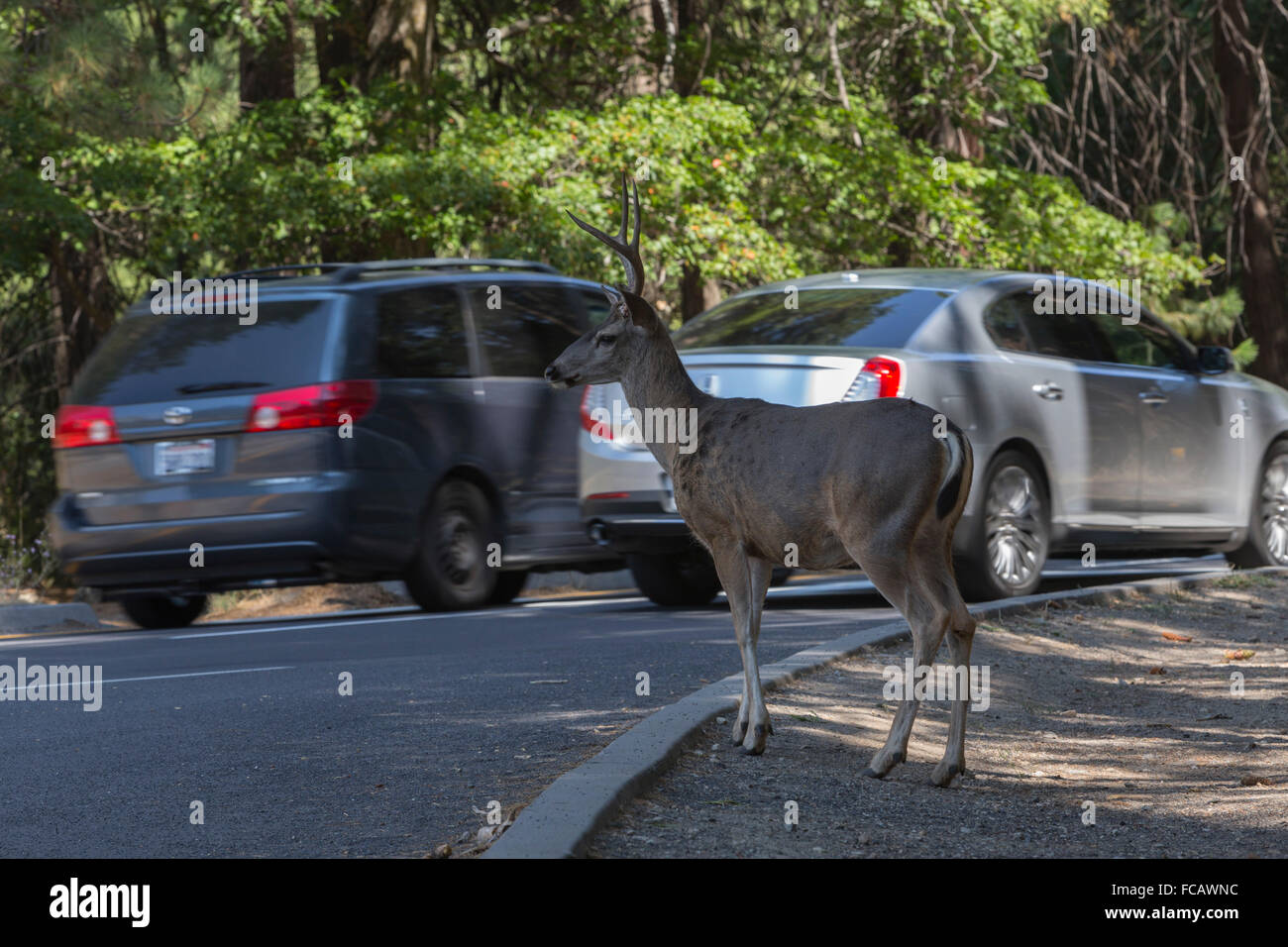 Deer, Cars,  Yosemite Valley, Yosemite National Park, California Stock Photo
