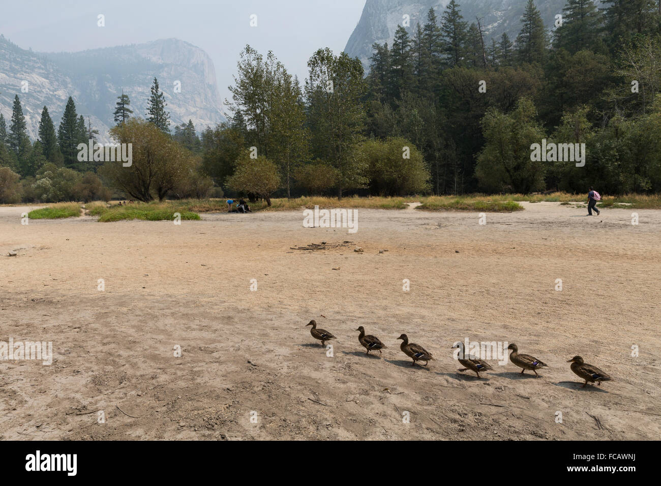 Mallards, Dry Mirror Lake, Yosemite National Park, CA Stock Photo