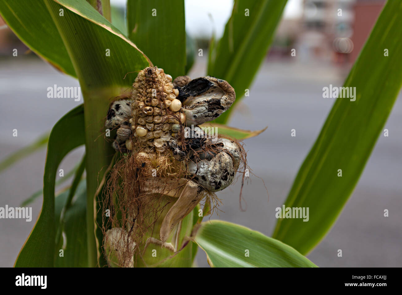 Closeup of fungal infection on an ear of corn Stock Photo Alamy