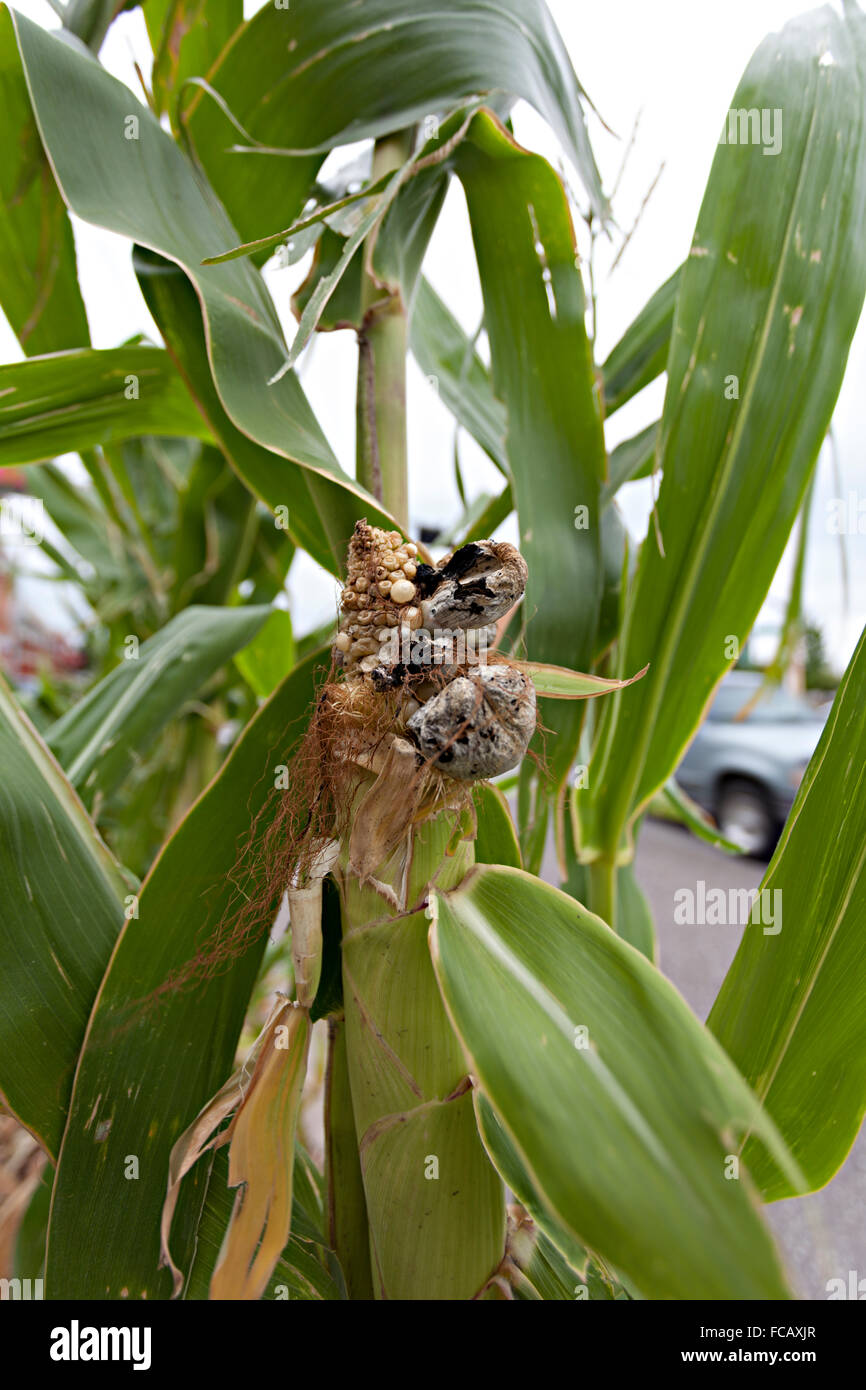 Mycosarcoma Maize Fungus High Resolution Stock Photography and Images - Alamy