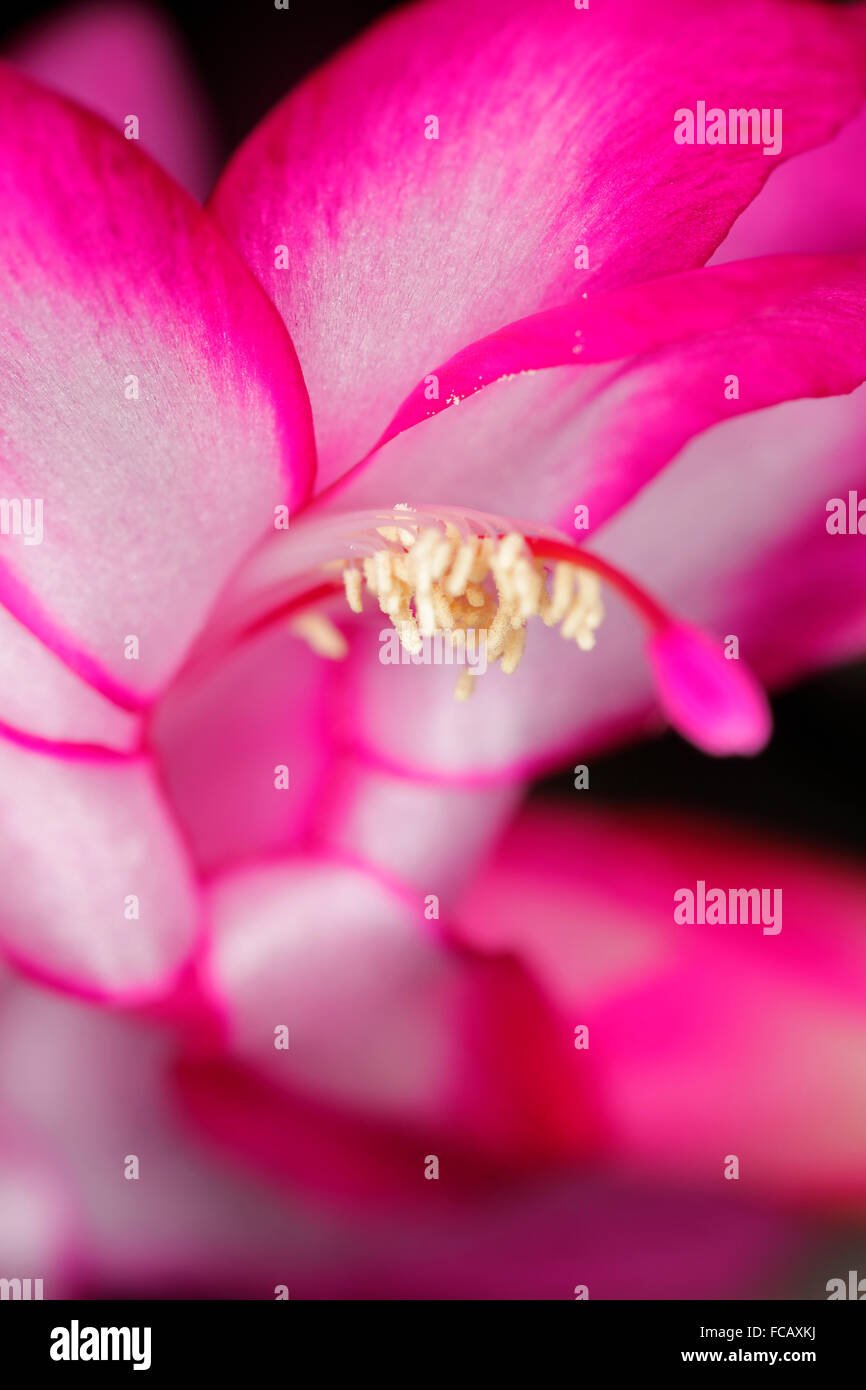 Pollen-carrying parts of a Christmas cactus. Stock Photo