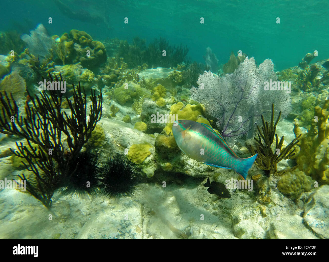 Coral reef and a parrot fish in the Caribbean Stock Photo Alamy