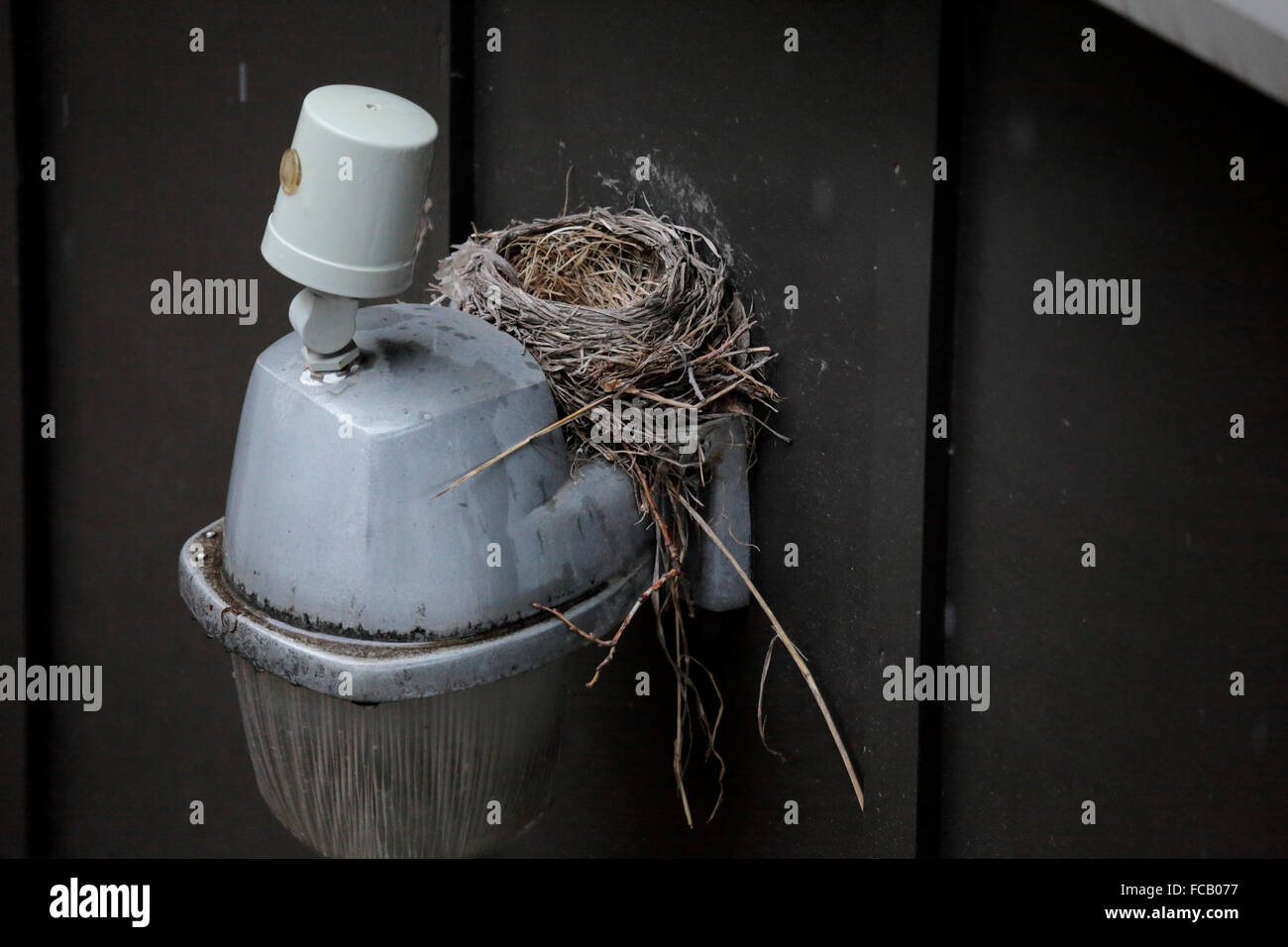 Bird nest on top of a light fixture Stock Photo Alamy