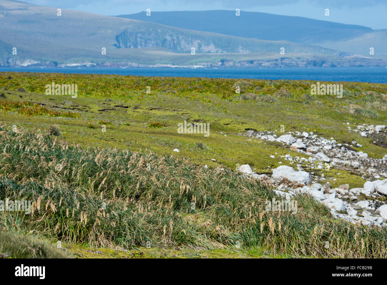 New Zealand, Auckland Islands. South Pacific Ocean coastal view of Enderby Island. Tussac grass (Poa litorosa) aka tussak. Stock Photo