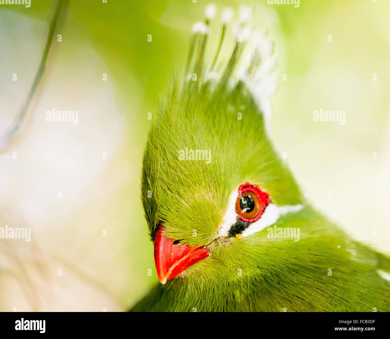 Knysna Turaco, Tauraco corythaix, Head Shot taken at Birds of Eden
