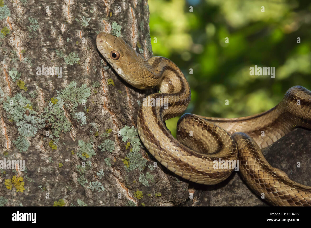 Yellow rat snake, Elaphe obsoleta quadrivittata, native to eastern United States Stock Photo