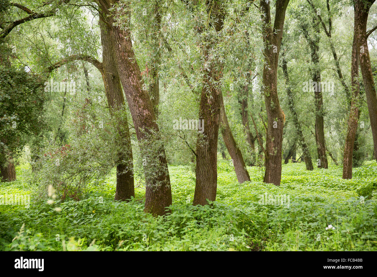Netherlands, Kekerdom. Nature reserve Gelderse Poort. Millingerwaard near Waal river. Swamp forest Stock Photo