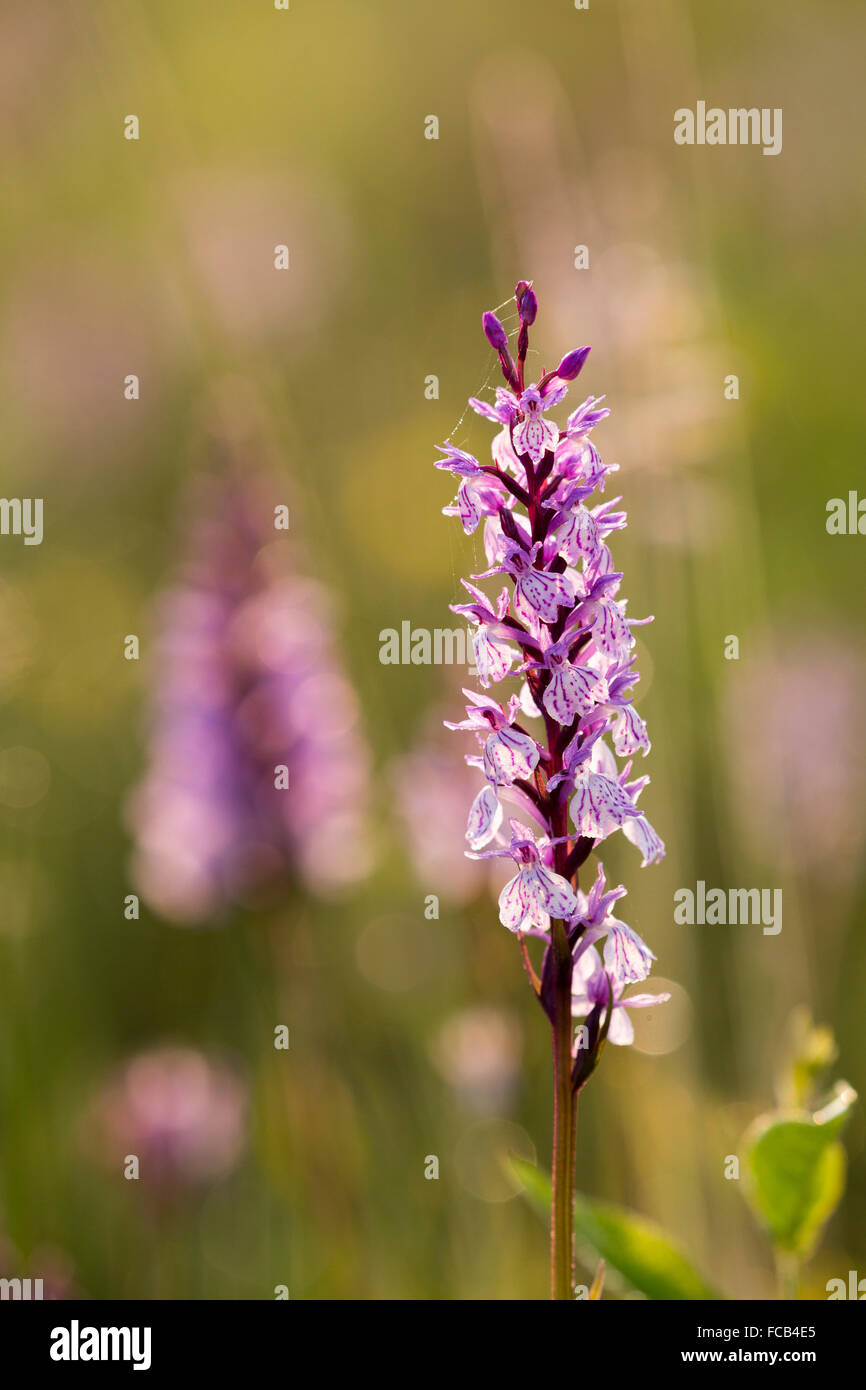 Netherlands, Groesbeek, Nature reserve called Bruuk. Heath spotted orchid or moorland spotted orchid (Dactylorhiza maculata) Stock Photo