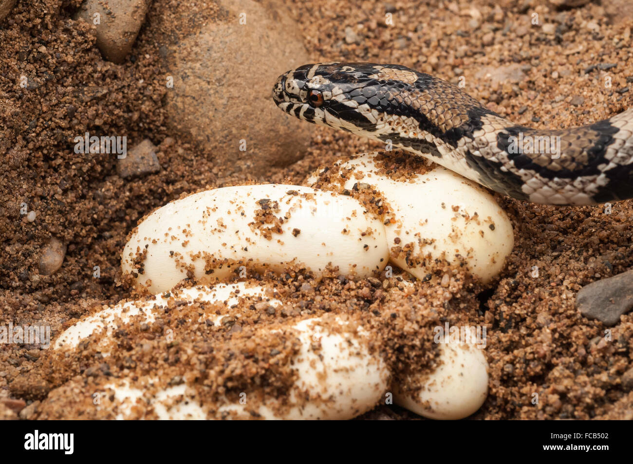 Eastern milk snake, Lampropeltis triangulum triangulum, with eggs, native to the United States, Mexico, south to Latin America Stock Photo