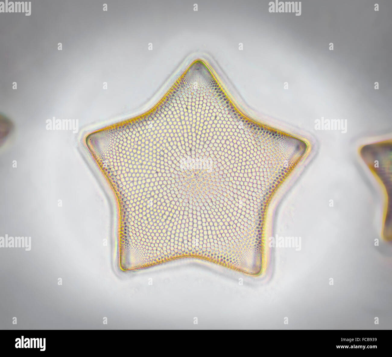 Diatom Triceratium formosum, phase contrast photomicrograph Stock Photo