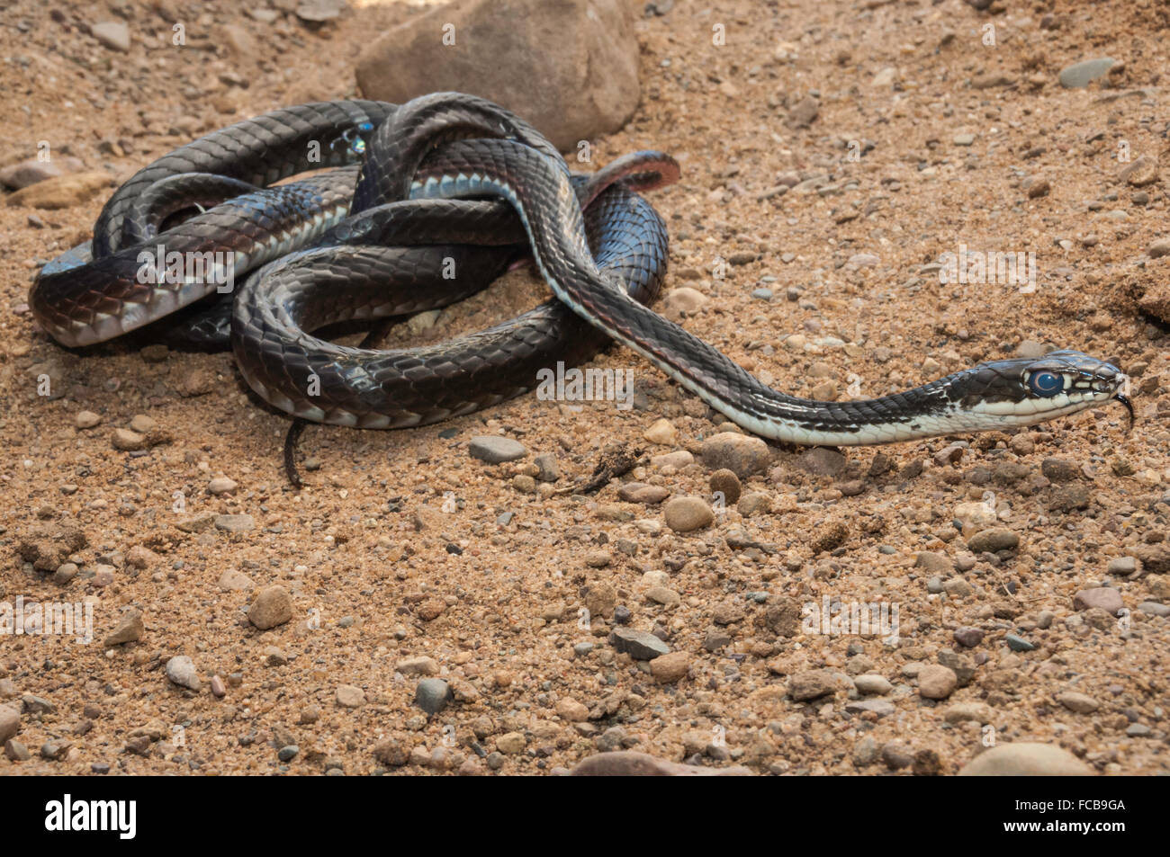 Central Texas whipsnake, striped whipsnake, Masticophis taeniatus ornatus, native to western United States and northern Mexico Stock Photo