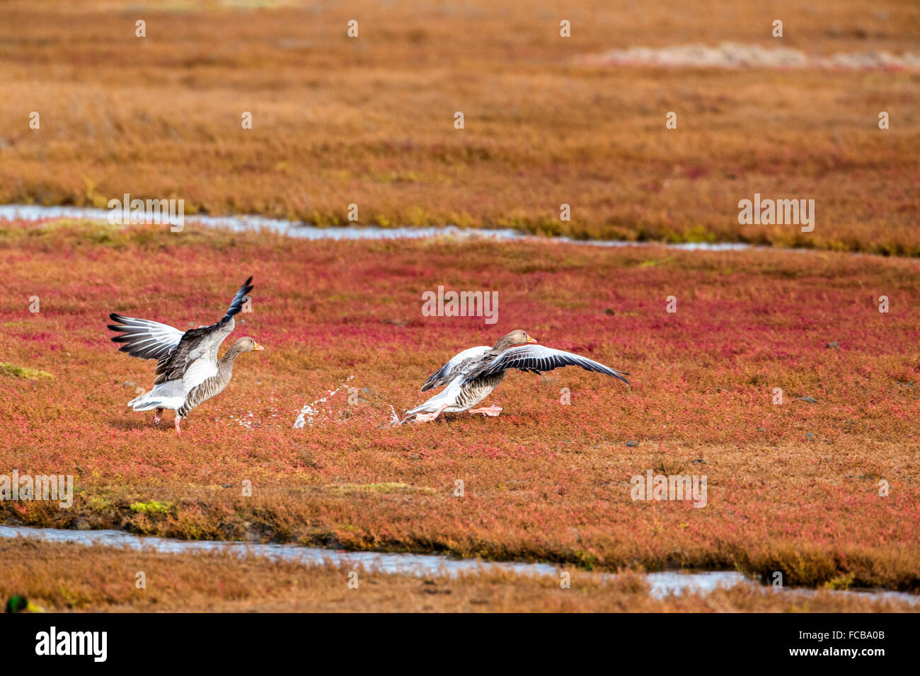 Netherlands, Kerkwerve, Nature reserve Prunje, National Park Oosterschelde. Marsh samphire in autumn. Greylag or Graylag  geese. Stock Photo