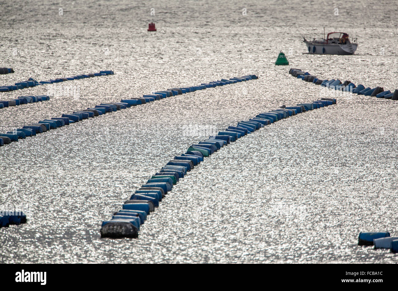 Netherlands, Bruinisse, Mussel, mussels farming in Oosterschelde estuary Stock Photo