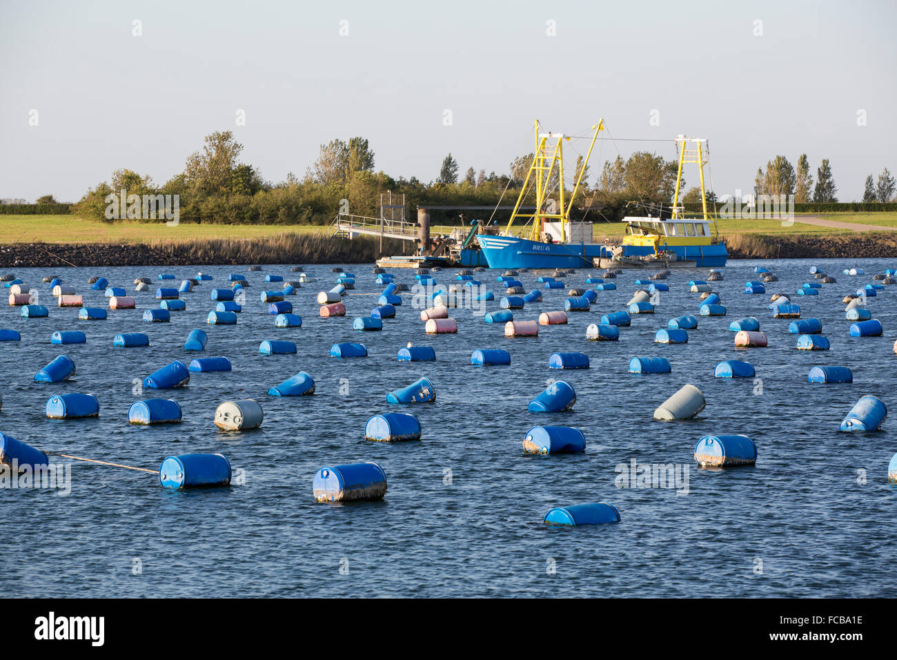 Netherlands, Bruinisse, Mussel, mussels farming in Oosterschelde estuary. Background Grevelingen Dam, part of Delta works Stock Photo