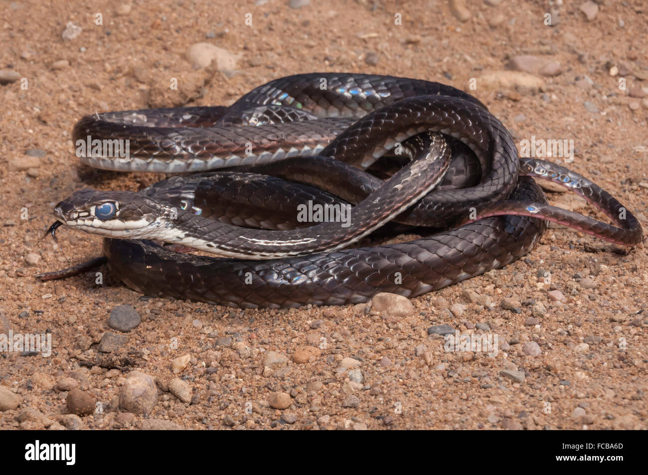 Central Texas whipsnake, striped whipsnake, Masticophis taeniatus ornatus, native to western United States and northern Mexico Stock Photo