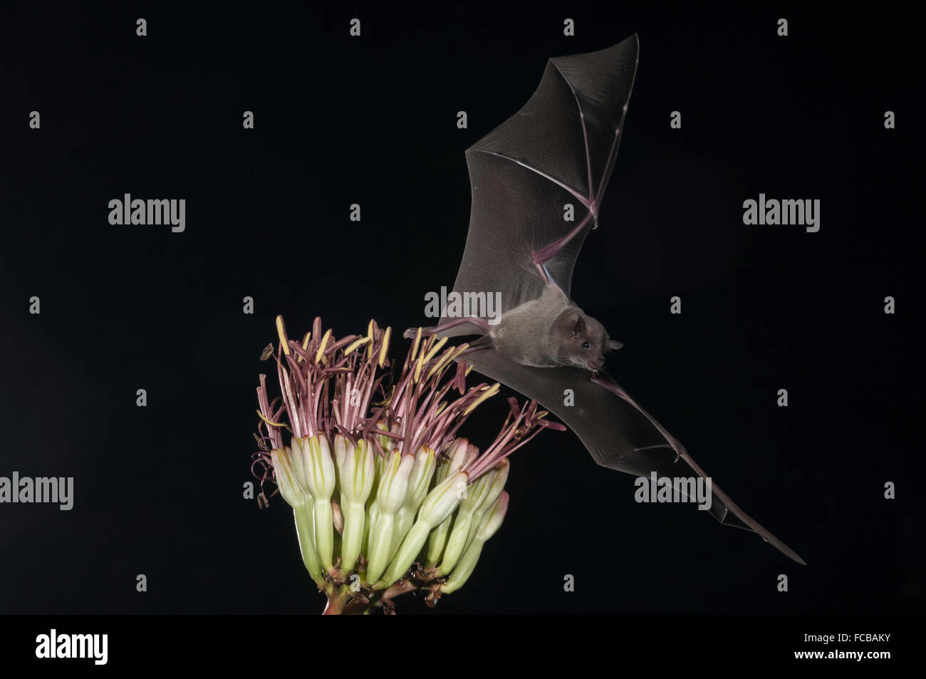 Lesser long-nosed bat, Leptonycteris yerbabuenae (curasoae), feeding on agave blooms, Green Valley, Arizona, USA Stock Photo