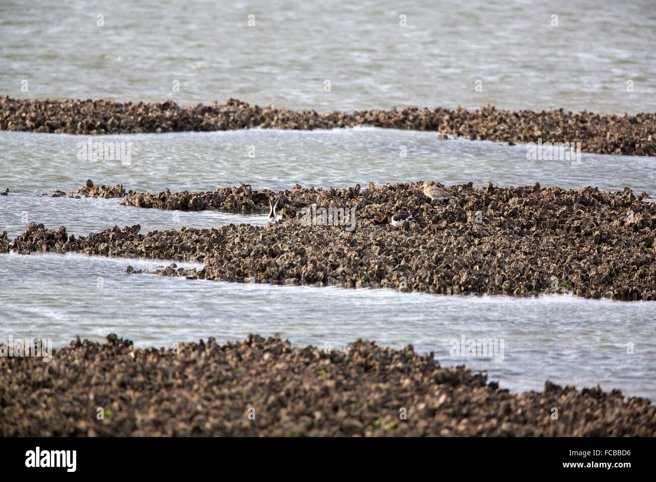 Netherlands, Ouwerkerk, Oosterschelde estuary. Oyster bank at low tide
