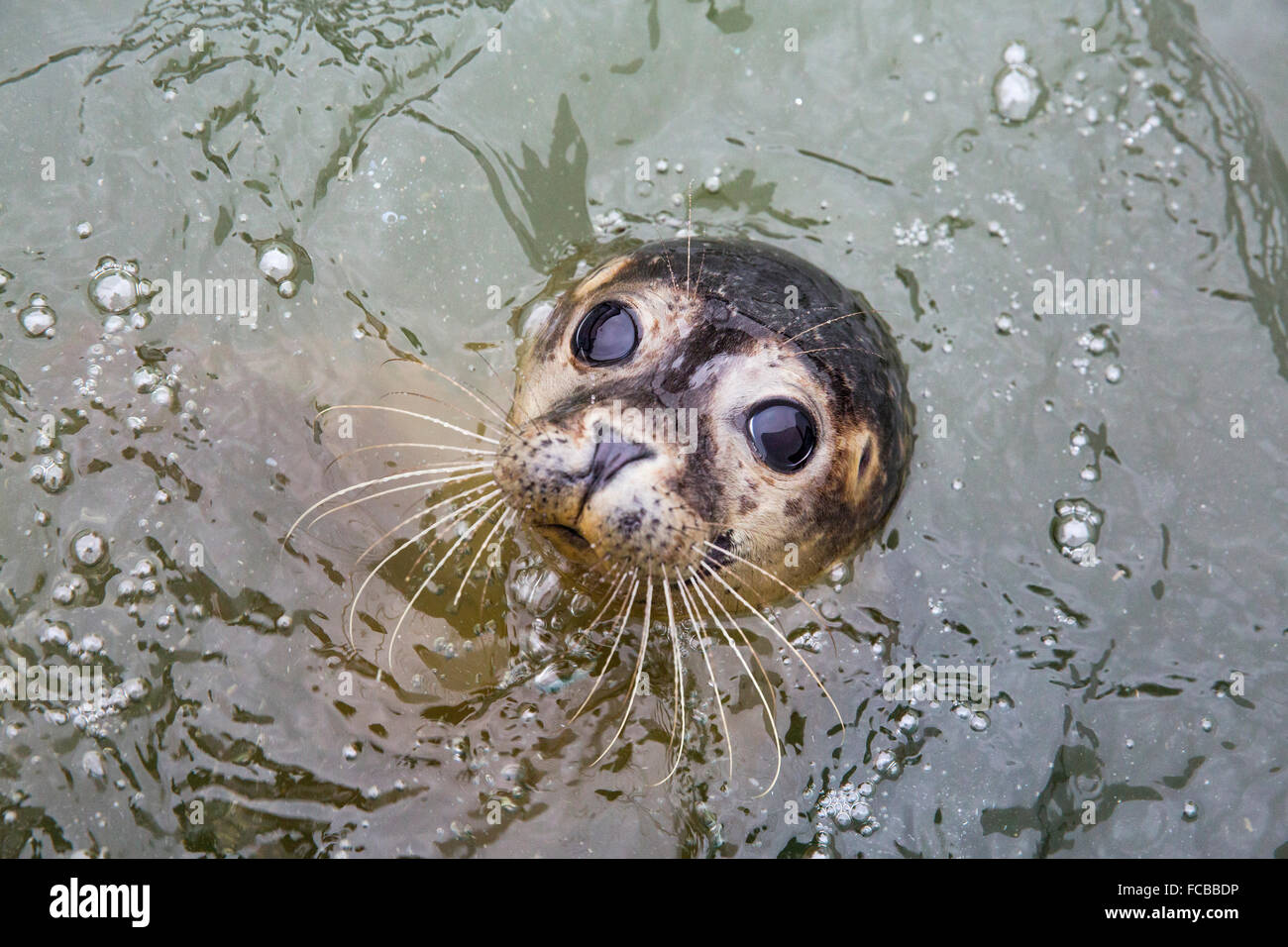 Netherlands, Renesse, Seal Stock Photo