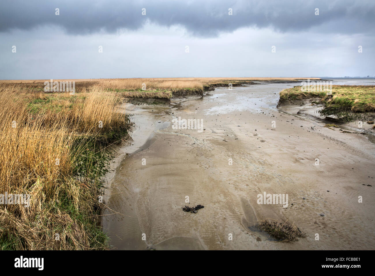 Netherlands, Nieuw Namen, Westerschelde river. Tidal marshland, nature reserve Verdronken Land van Saeftinghe Stock Photo