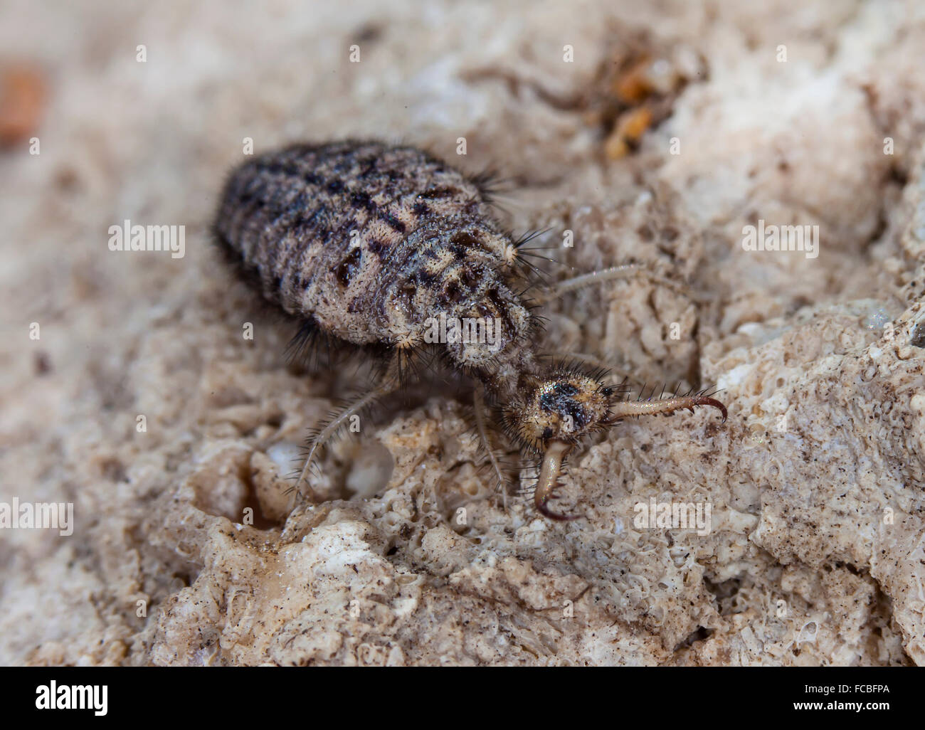 Lion Ant Stock Photos & Lion Ant Stock Images - Alamy