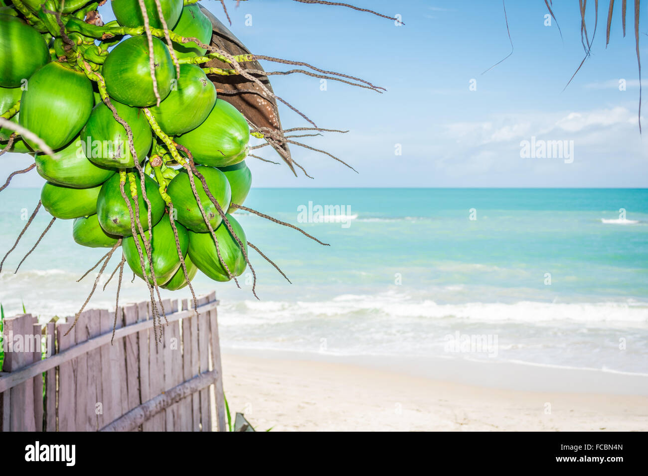 Coconuts in a paradisiacal beach. Praia dos Carneiros, Tamandaré - Pernambuco, Brazil Stock Photo