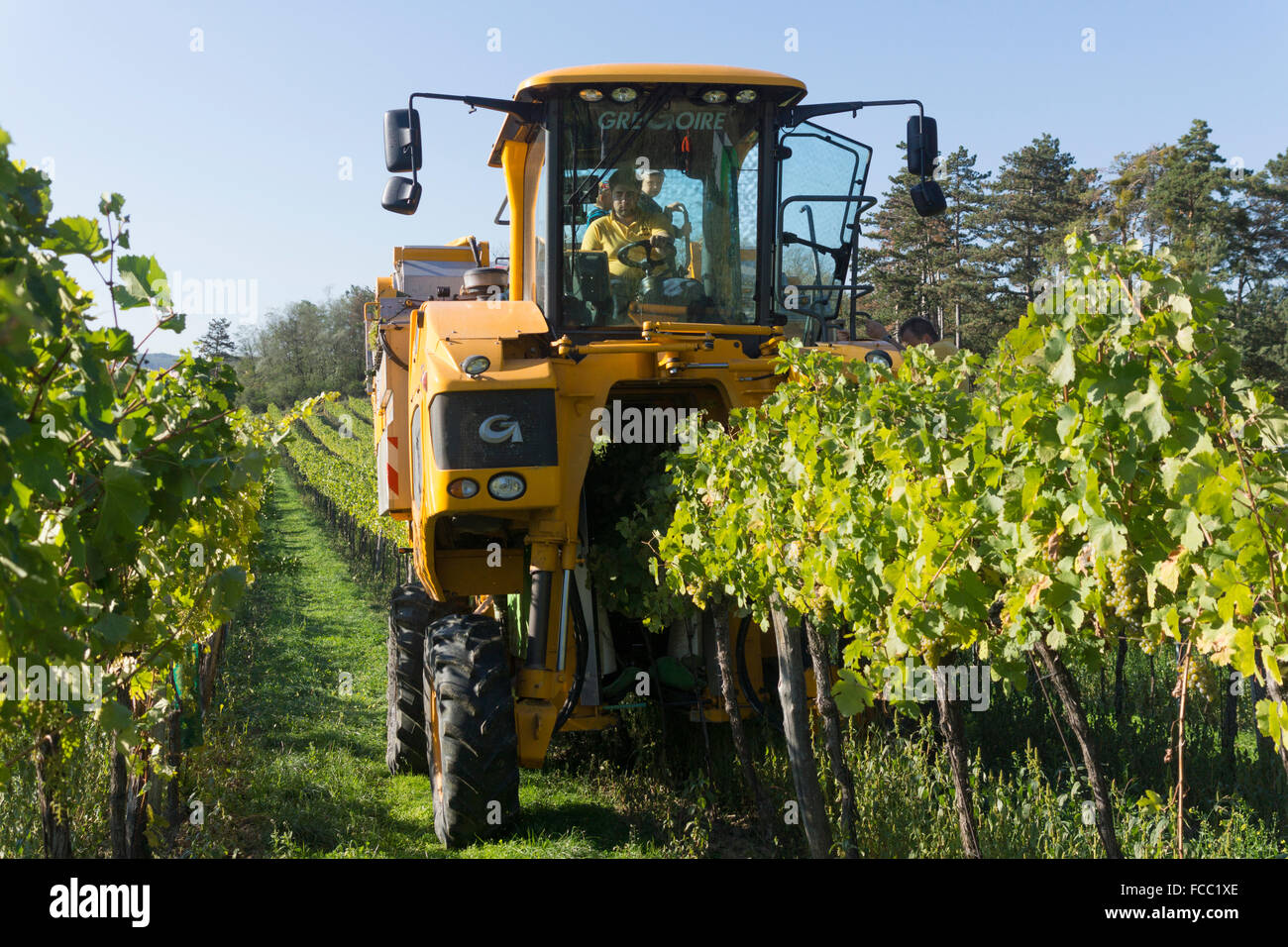 Grape harvesting machine hires stock photography and images Alamy
