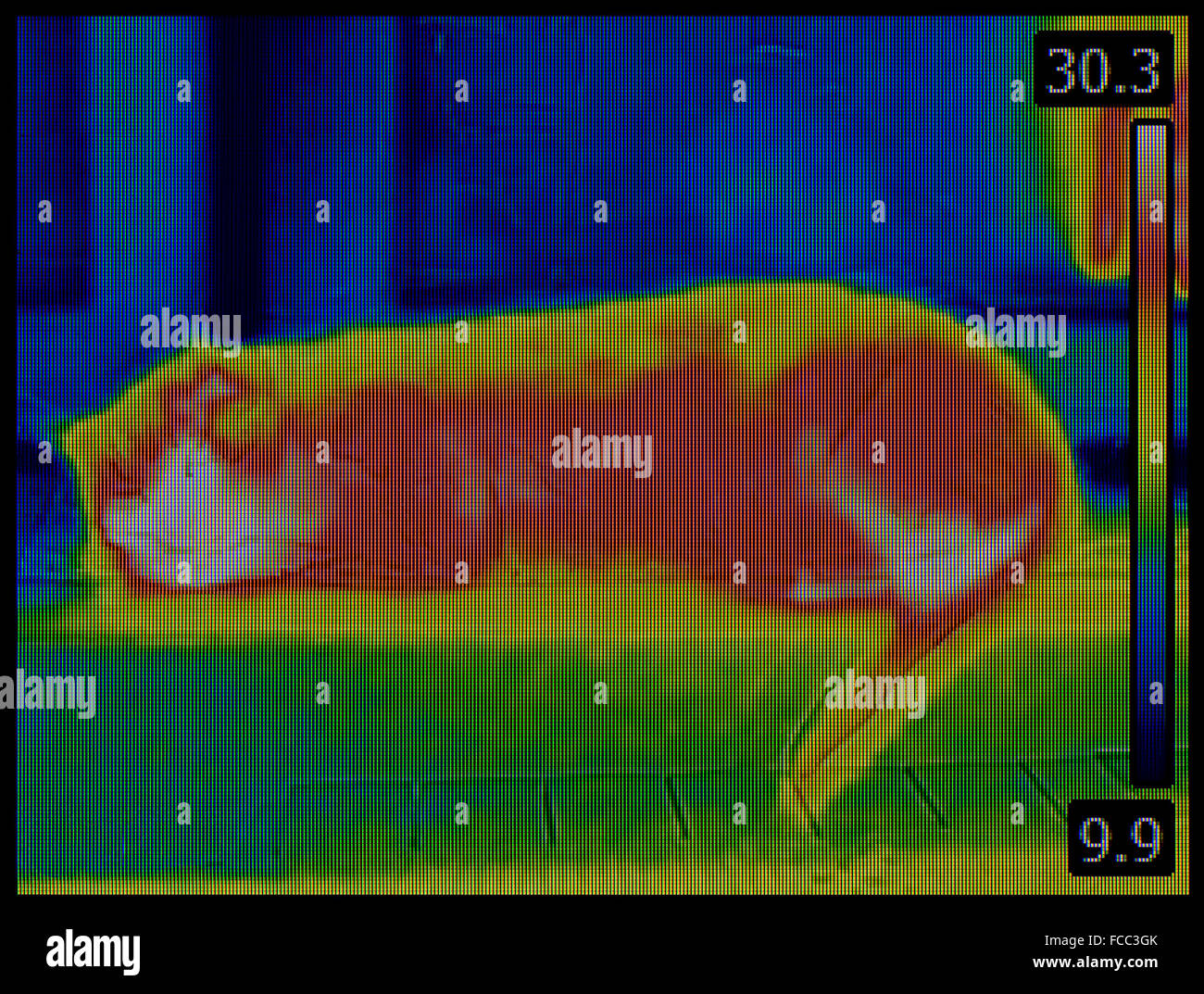 Inrared Thermal Image of the Cat Stock Photo
