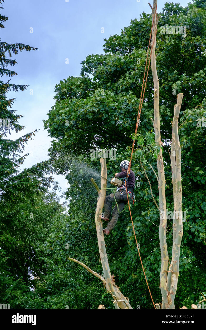 tree surgeon arbourist arborist cutting cropping Stock Photo