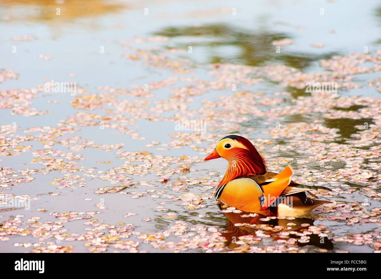 Mandarin Duck Swimming In Pond Stock Photo - Alamy