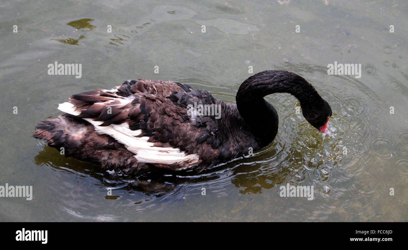 side-view-of-a-bird-drinking-water-stock-photo-alamy