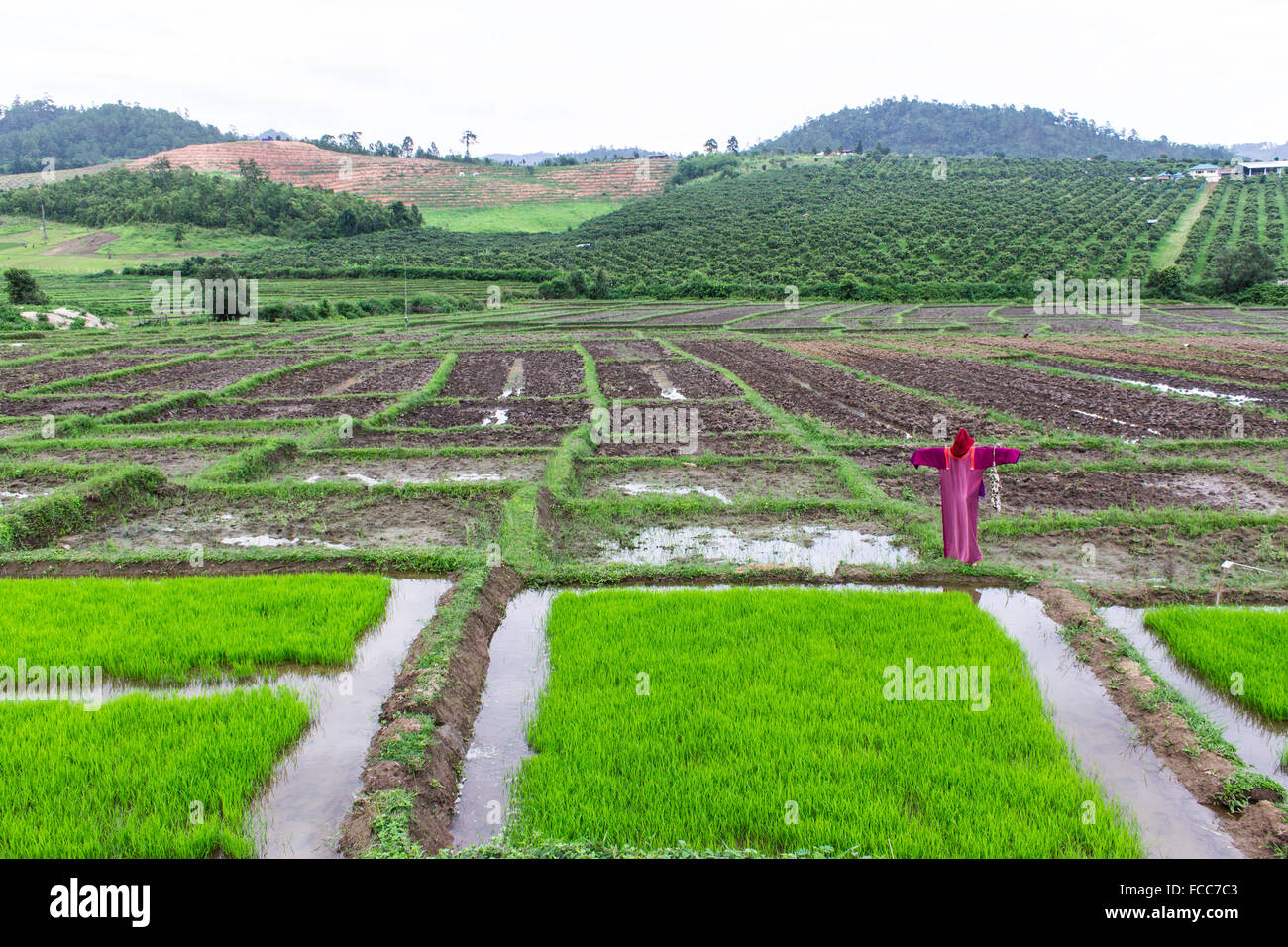 scarecrow lisu Jacket in rice field, Thailand Stock Photo