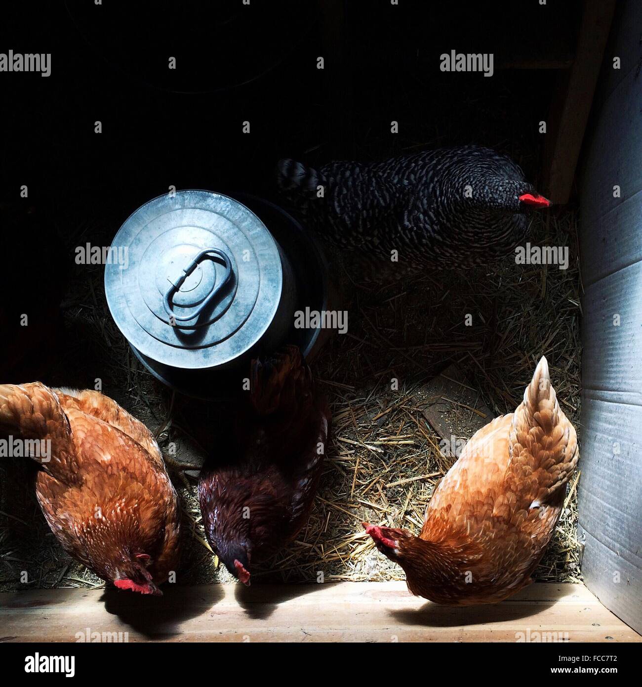 High Angle View Of Hens In Pen Stock Photo