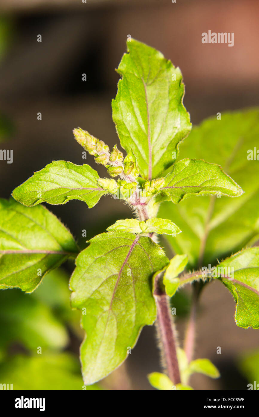 Ocimum sanctum holy basil hires stock photography and images Alamy