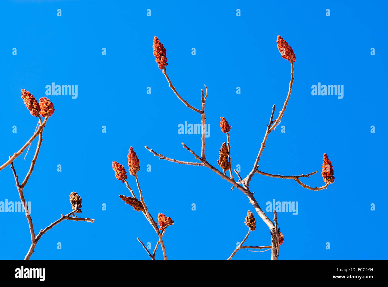 Bare sumac branches ending in conical orange flower bobs against clear