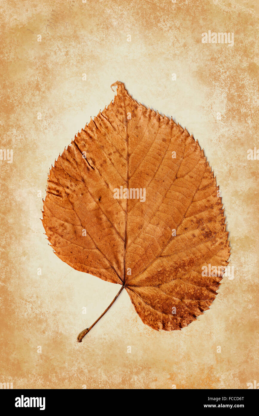 Single Autumn Linden Leaf on Gold Background Stock Photo